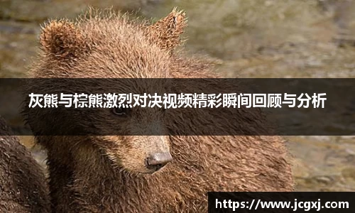 灰熊与棕熊激烈对决视频精彩瞬间回顾与分析
